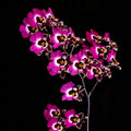 Tolumnia Christ Moon Orchid Plant