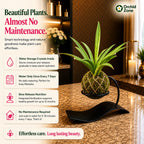Kokedama Sansevieria Lilliput Plant