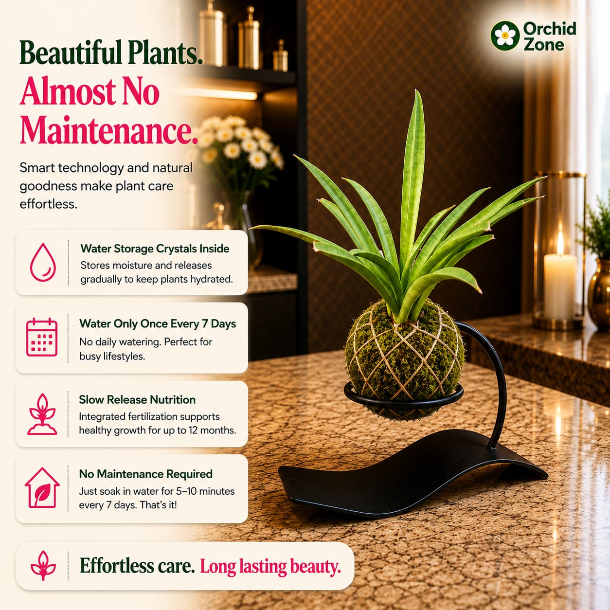 Kokedama Sansevieria Lilliput Plant