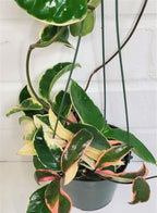 Hanging Hoya Indoor Plant Combo of 4