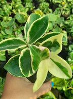 Hoya Carnosa Crimson Queen Variegated Hanging Plant