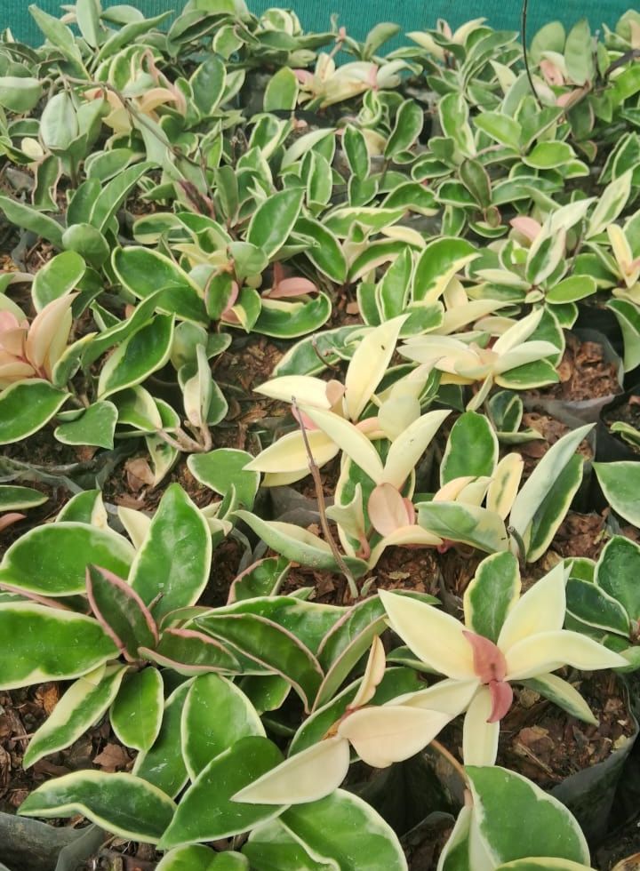 Hoya Carnosa Crimson Queen Variegated Hanging Plant