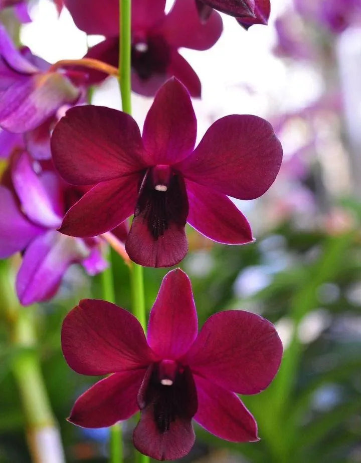 Dendrobiom Juree Red Hybrid Orchid  Plant