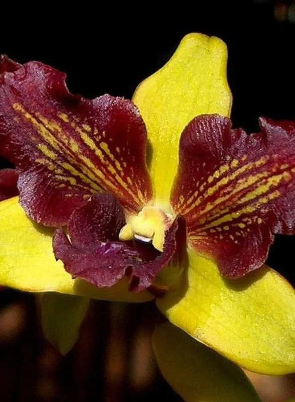 Dendrobiom Thongchai Pimwatlana Boonchu Gold Hybrid Orchid Plant