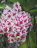 Rhynchostylis Gigantea Spot Cartoon Orchid Plant