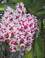 Rhynchostylis Gigantea Spot Cartoon Orchid Plant