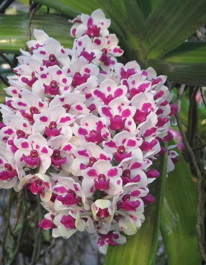 Rhynchostylis Gigantea Spot Cartoon Orchid Plant