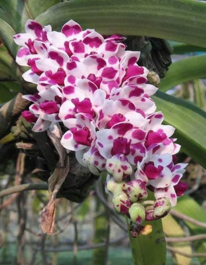 Rhynchostylis Gigantea Spot Cartoon Orchid Plant