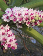 Rhynchostylis Gigantea Spot Cartoon Orchid Plant