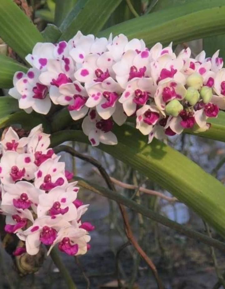 Rhynchostylis Gigantea Spot Cartoon Orchid Plant