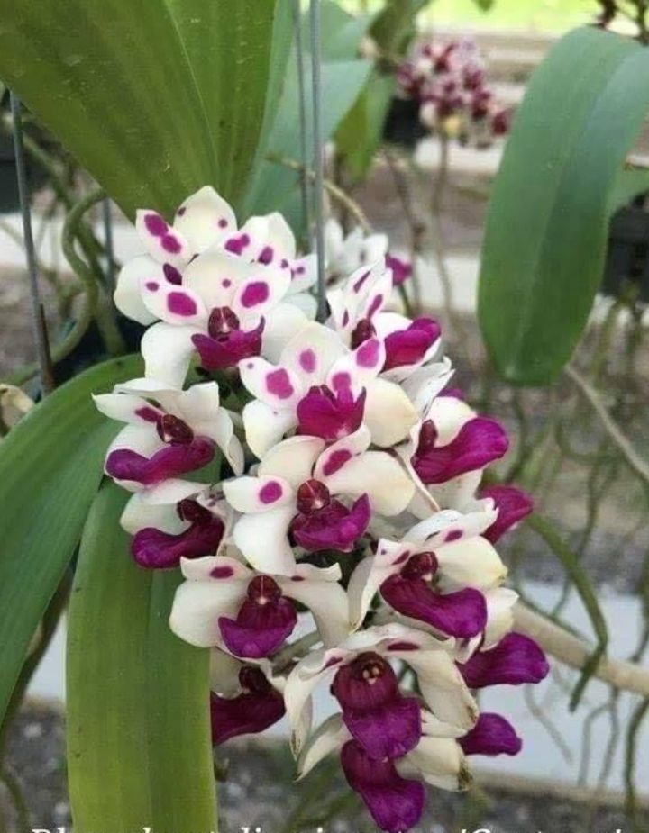 Rhynchostylis Gigantea Spot Cartoon Orchid Plant