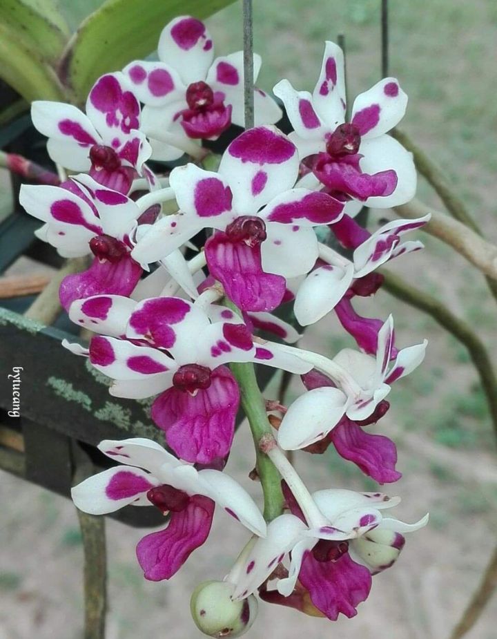 Rhynchostylis Gigantea Spot Cartoon Orchid Plant