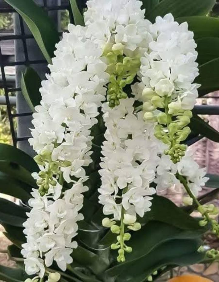 Rhyncostyls Moon White Orchid Plant