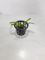 Rhyncostyls Moon White Orchid Plant