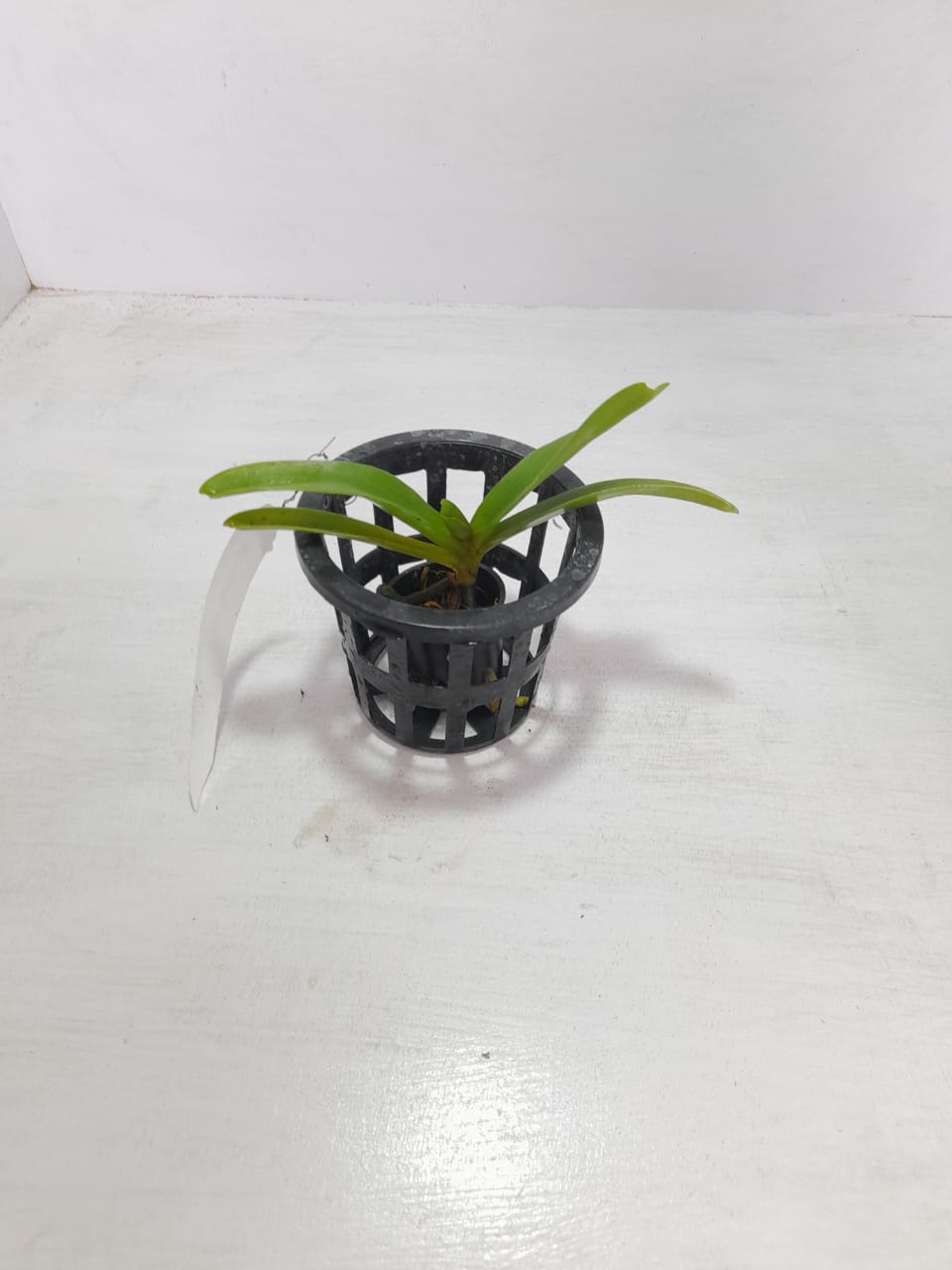 Rhyncostyls Moon White Orchid Plant