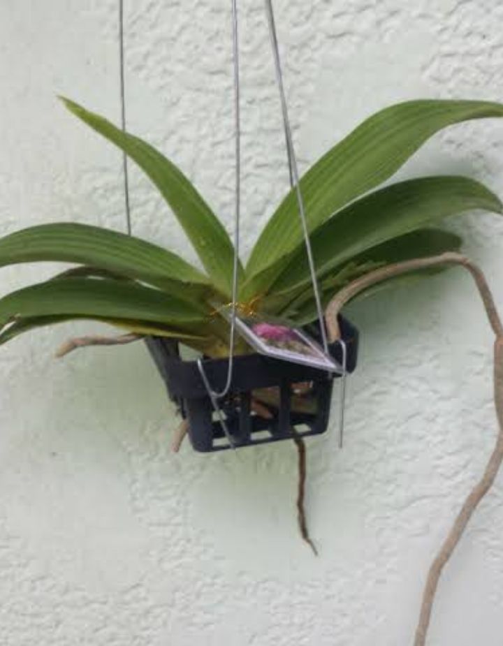 Rhyncostyls Moon White Orchid Plant