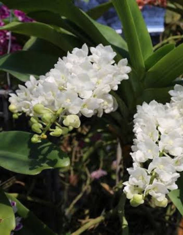 Rhyncostyls Moon White Orchid Plant