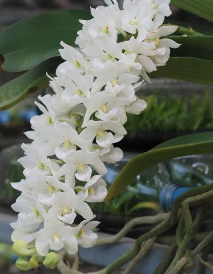 Rhyncostyls Moon White Orchid Plant