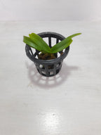 Rhyncostyls Moon White Orchid Plant