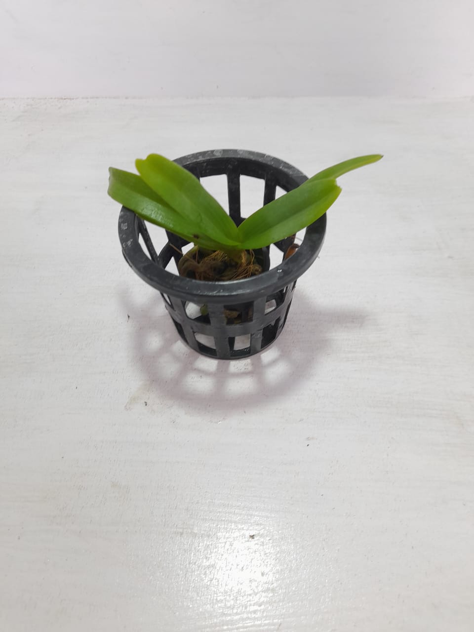 Rhyncostyls Moon White Orchid Plant