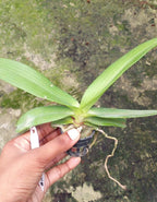 Rhynchostylis Gigantea Spot Orchid Plant