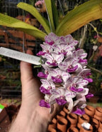Rhynchostylis Gigantea Spot Orchid Plant