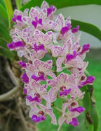 Rhynchostylis Gigantea Spot Orchid Plant