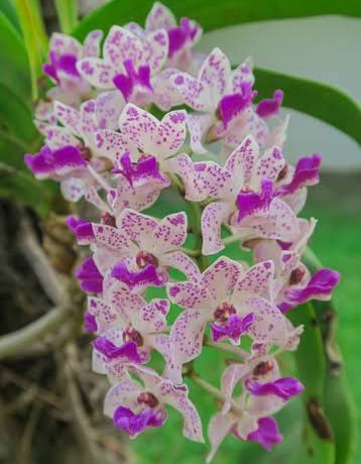 Rhynchostylis Gigantea Spot Orchid Plant
