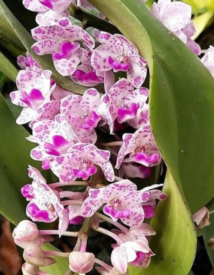 Rhynchostylis Gigantea Spot Orchid Plant