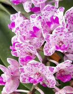 Rhynchostylis Gigantea Spot Orchid Plant