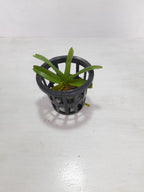 Rhynchostylis Gigantea Spot Orchid Plant