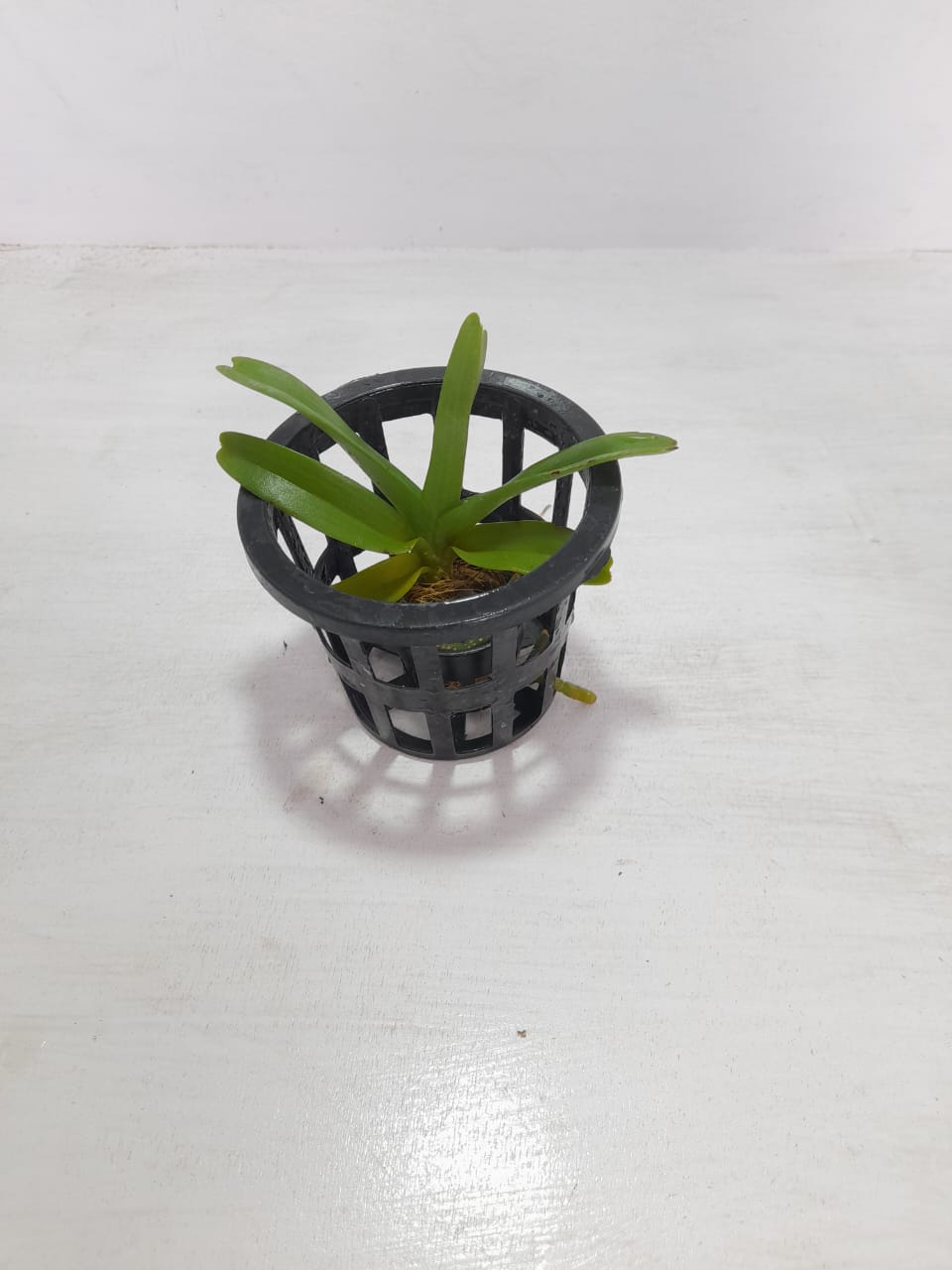 Rhynchostylis Gigantea Spot Orchid Plant