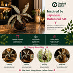 Kokedama Sansevieria Coppertone Plant