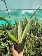 Sansevieria Moonshine Hedges  Indoor Plant