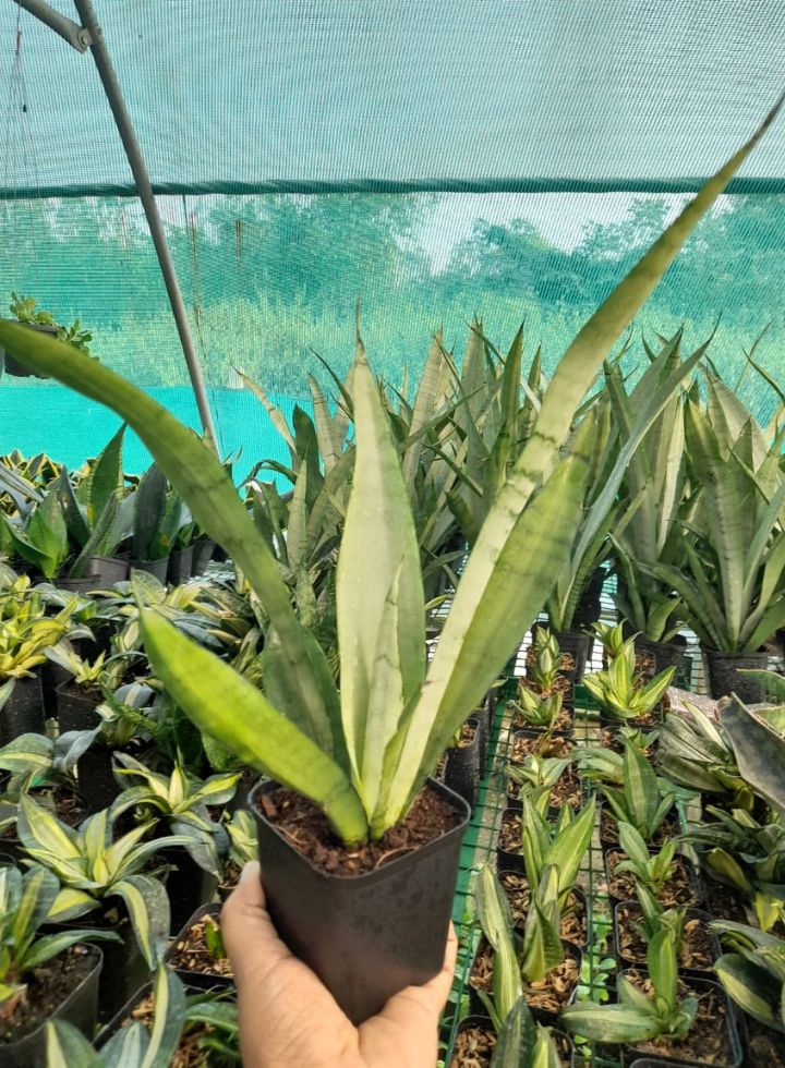 Sansevieria Moonshine Hedges  Indoor Plant