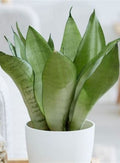 Sansevieria Moonshine Hedges  Indoor Plant