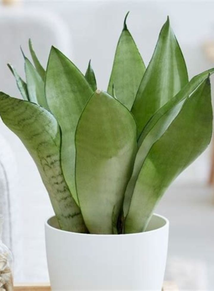 Sansevieria Moonshine Hedges  Indoor Plant