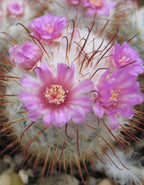 Mammillaria Bombycina Cactus Plant