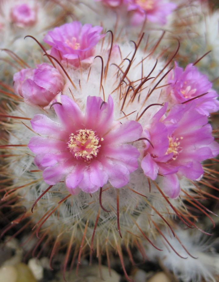 Mammillaria Bombycina Cactus Plant