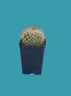 Mammillaria Bombycina Cactus Plant