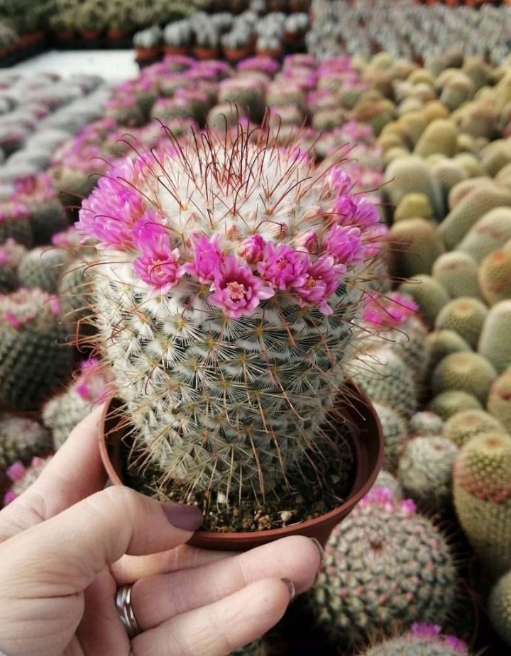 Mammillaria Bombycina Cactus Plant