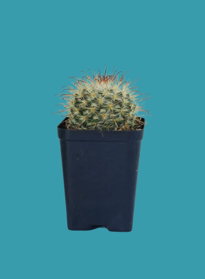 Mammillaria Bombycina Cactus Plant