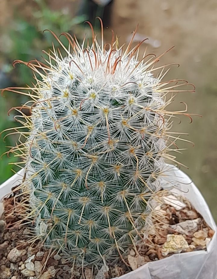 Mammillaria Bombycina Cactus Plant