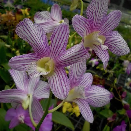 Dendrobiom Aridang x Burana Stripe Hybrid Orchid Plant