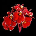 Tolumnia Red Spread Orchid Plant