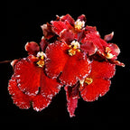 Tolumnia Red Spread Orchid Plant