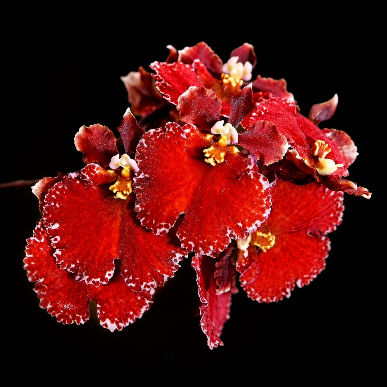 Tolumnia Red Spread Orchid Plant