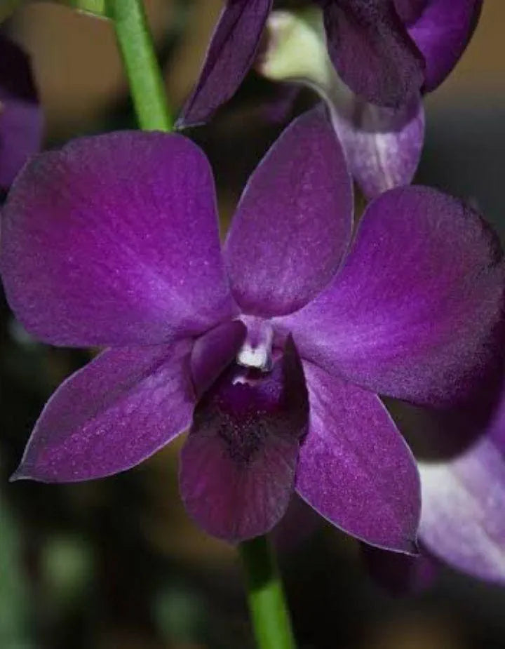 Dendrobium Sakada Blue  Hybrid Orchid Plant