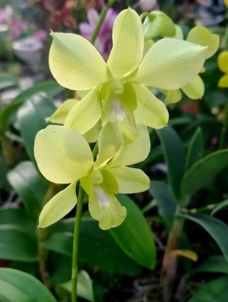 Dendrobiom. Burana Green X Cruentum Plant