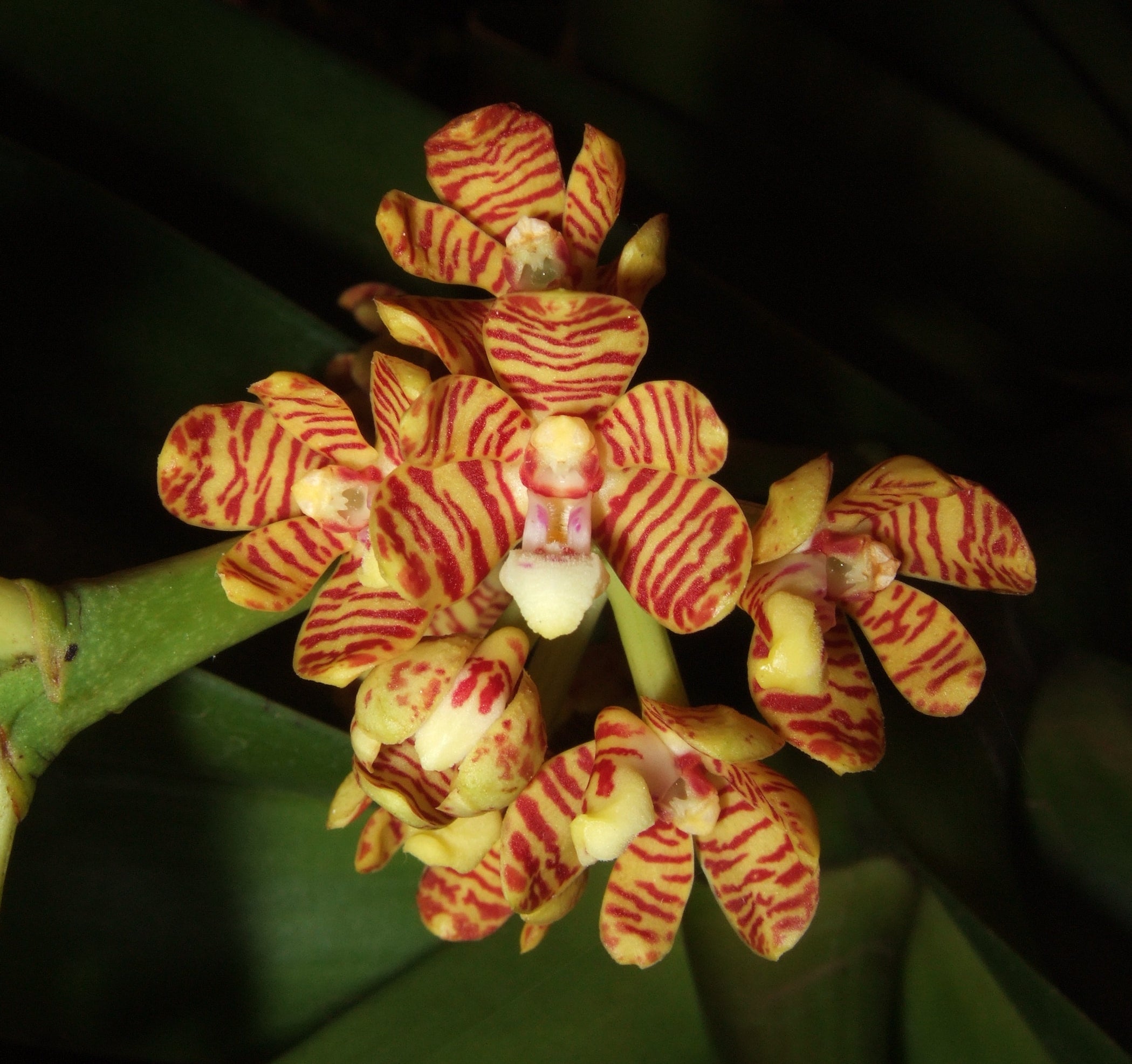 Acampe Rigida species Orchid Plant